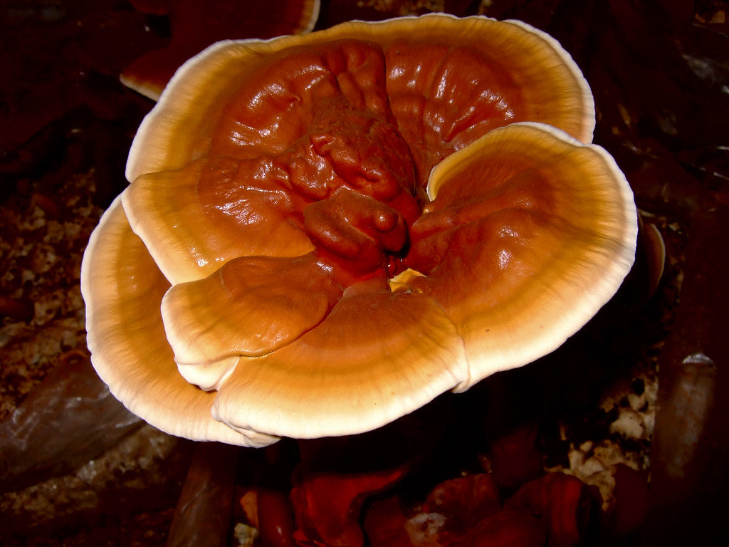 Reishi mushroom (Ganoderma) growing on wood