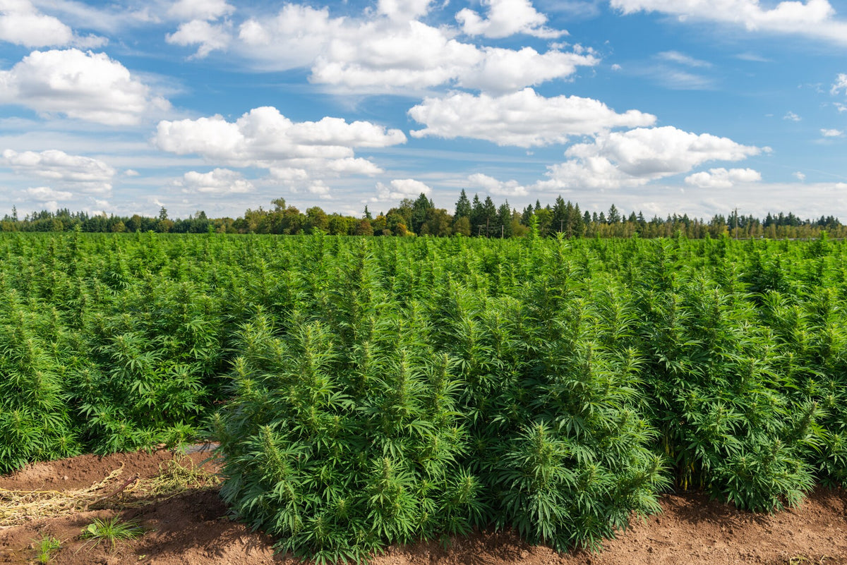 Industrial hemp growing in a field