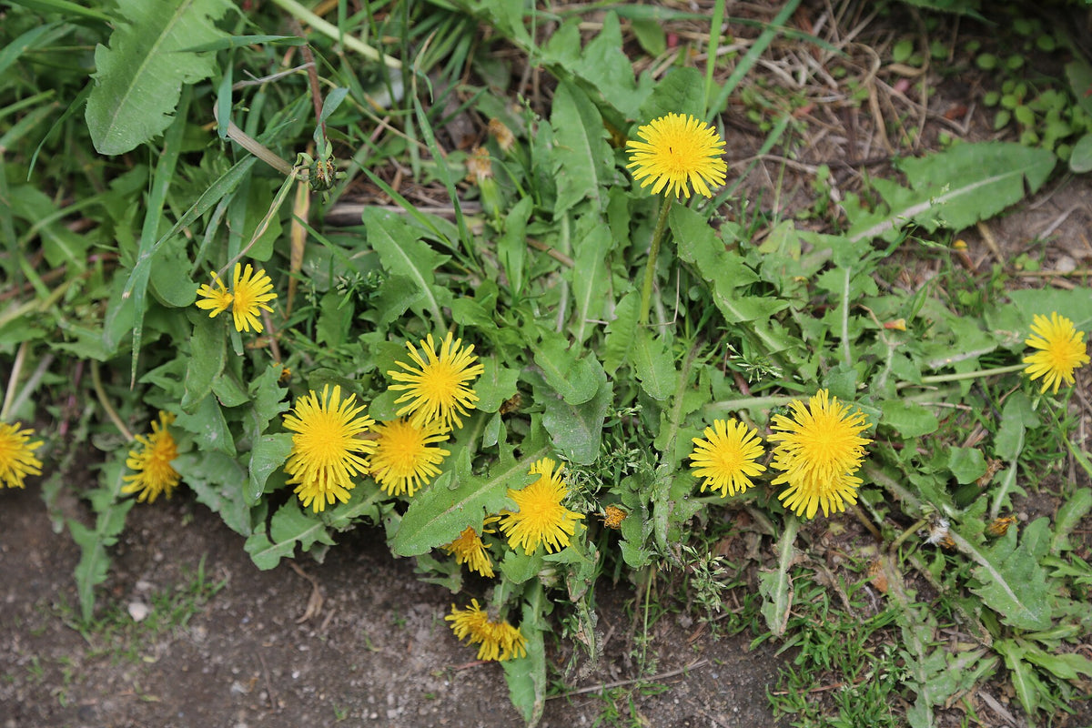 Dandelions in flower in a spring lawn