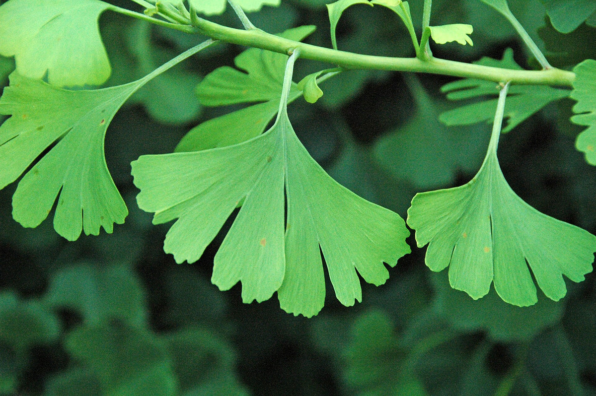 Fan-shaped leaves of the ginkgo tree