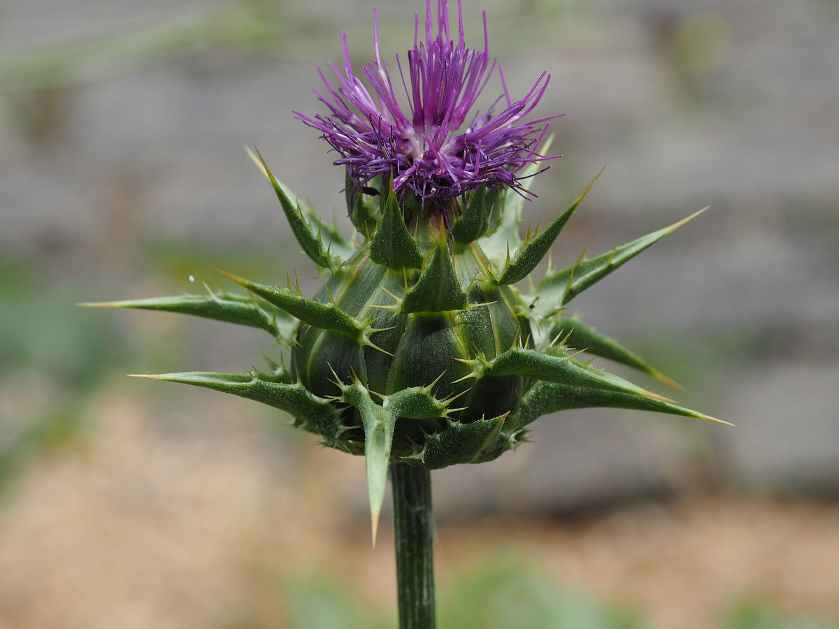 Milk thistle (Silybum marianum) flower head
