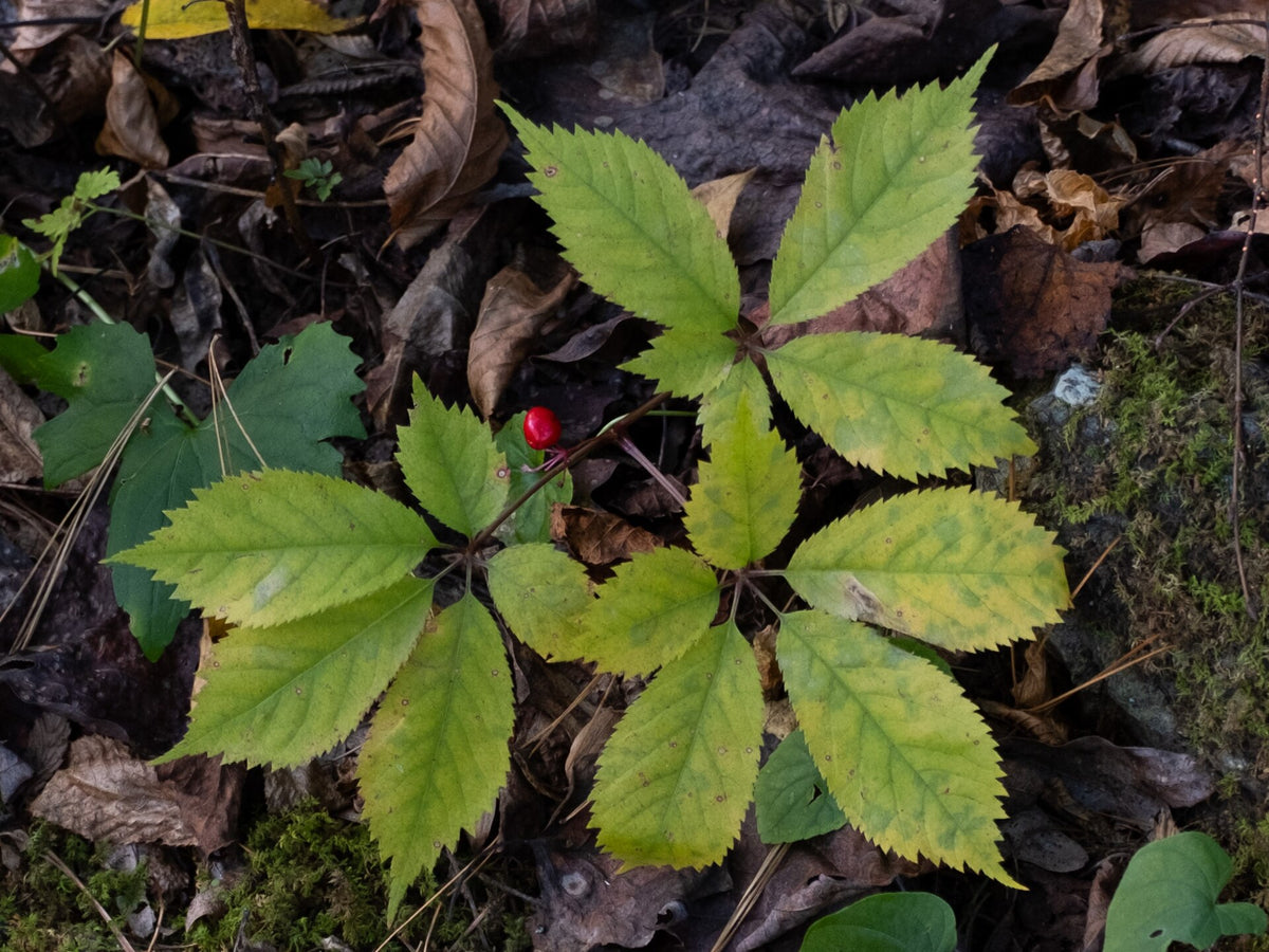 American ginseng (Panax quinquefolius) plant