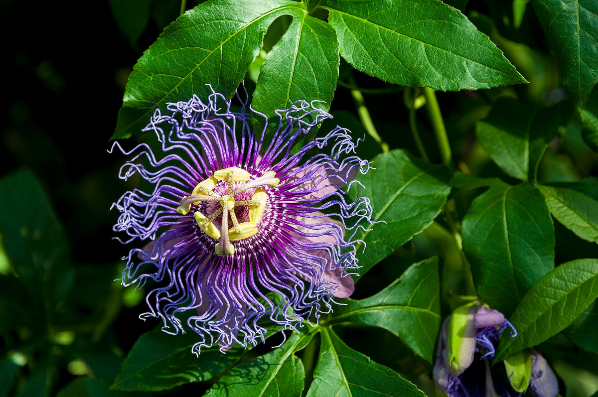 Passionflower (Passiflora incarnata) in bloom