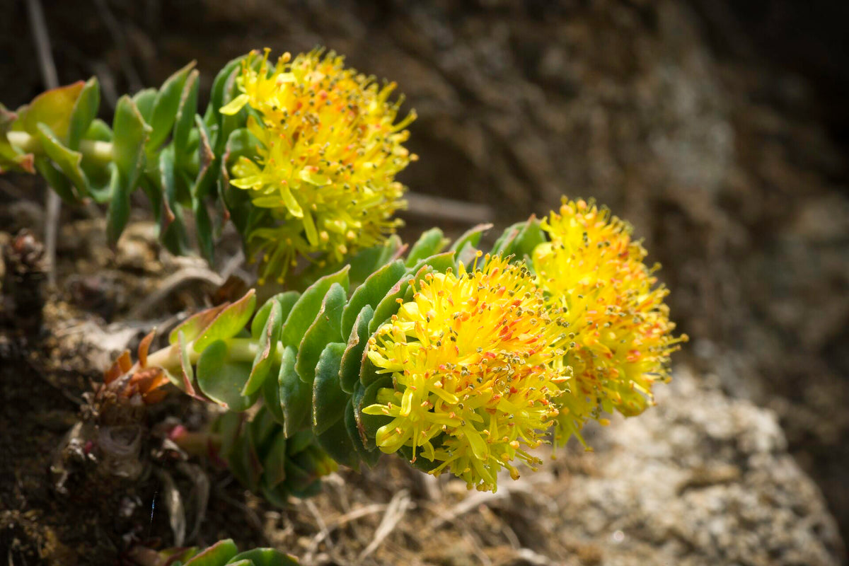 Rhodiola rosea, an adaptogenic plant, flowering in the wild