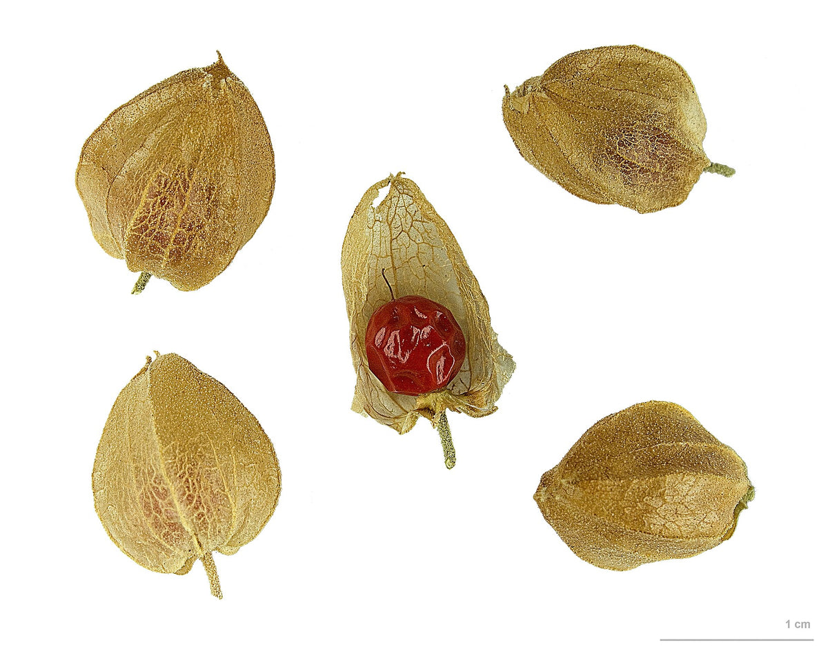 Ashwagandha (Withania somnifera) fruits