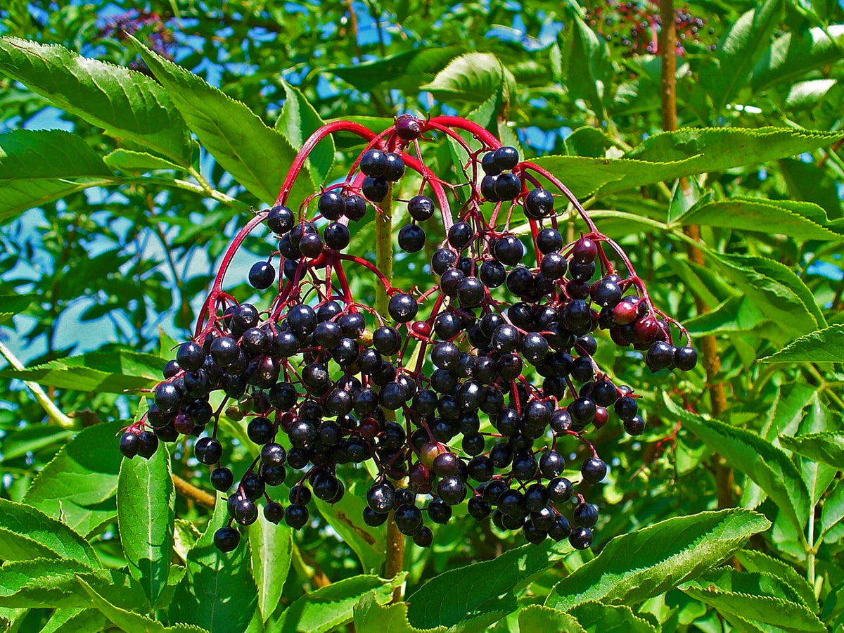Ripe black elderberries (Sambucus nigra)