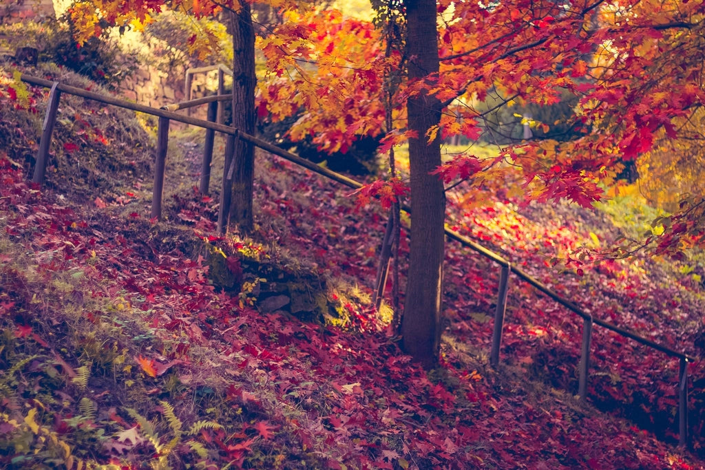 Autumn forest path with red, orange and yellow leaves