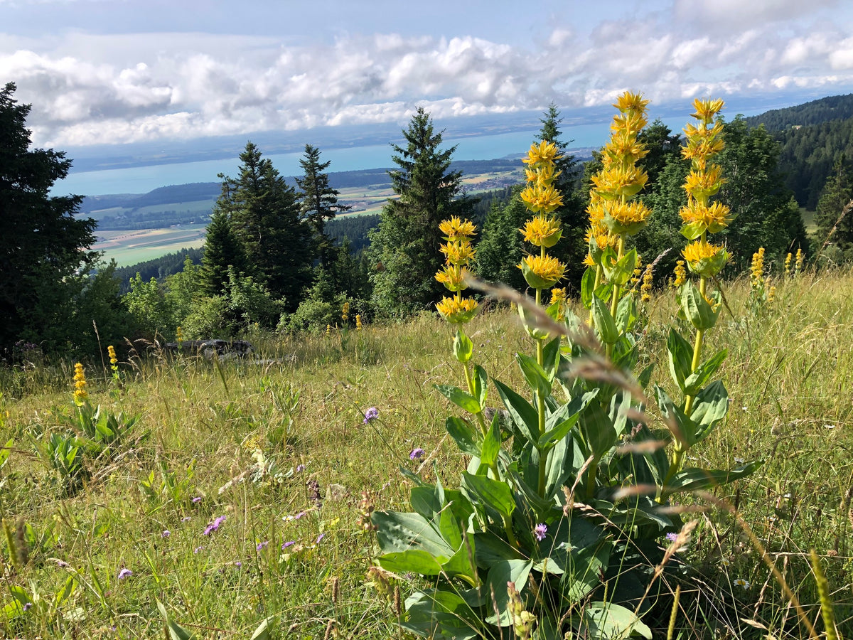 Yellow gentian (Gentiana lutea), the classic bitter herb, in flower