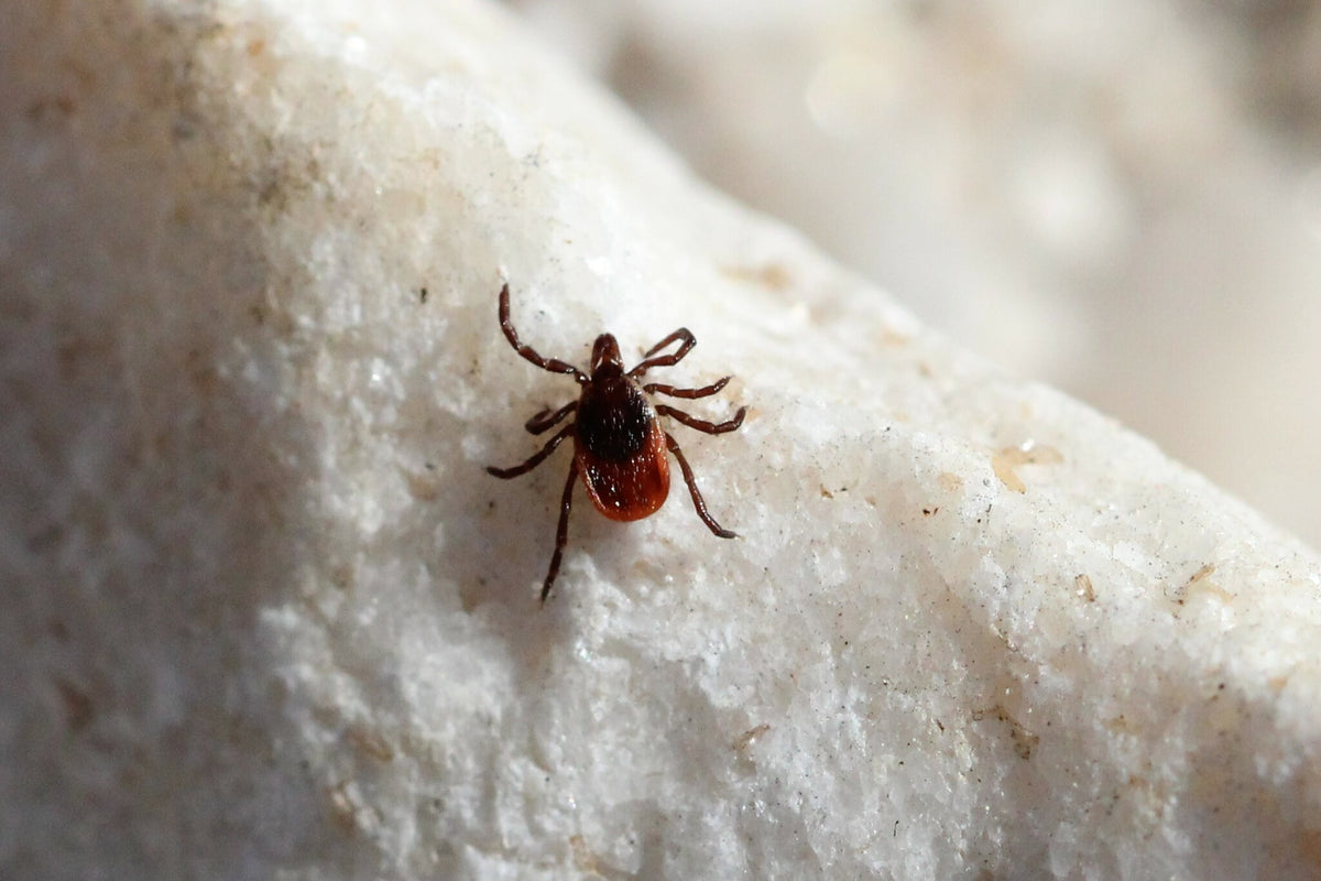 Blacklegged (deer) tick, Ixodes scapularis